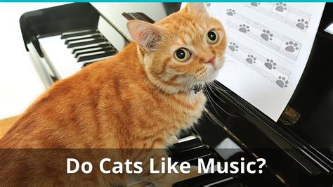 What Type of Music Do Cats Like and Other Feline-Related Musical Musing